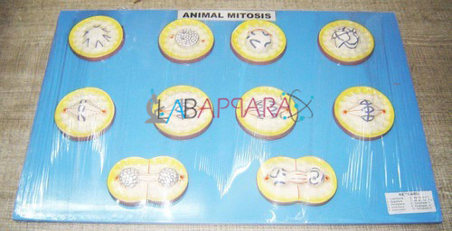 Fibre Glass Animal Mitosis Labappara