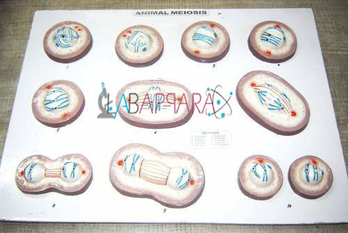 Animal Meiosis Labappara