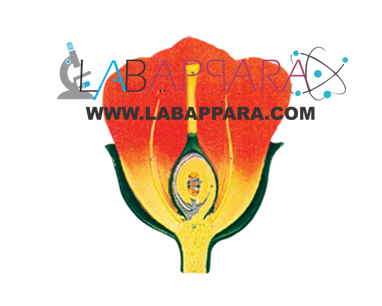 L.S Flower Model Labappara