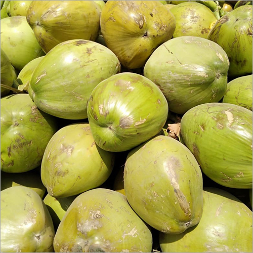 Common Fresh Green Coconut