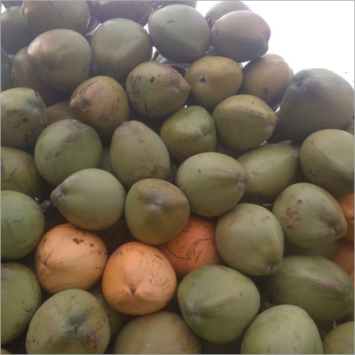 Fresh Raw Coconut - Whole Green Husk | Fresh Style, Common Cultivation, Whole Part