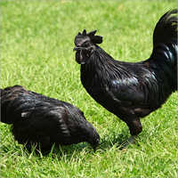 Pure Kadaknath Chicken