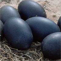 Kadaknath Black Egg