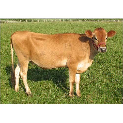 Brown Jersey Cow - High Milk Yield, Variable Height | Short Brown Coat, Gentle Nature, Disease Resistant, Efficient Grazing, Hardy Constitution