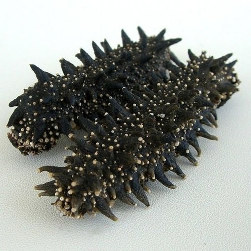 Dried Abalone / Dried Sea Cucumber / Dried Shrimp