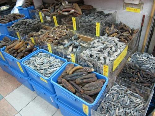 Dried Wild Sea Cucumber For Sale