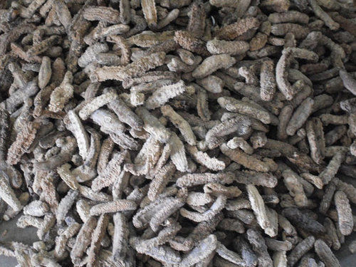 All Types Of High Grade Dried Sea Cucumber