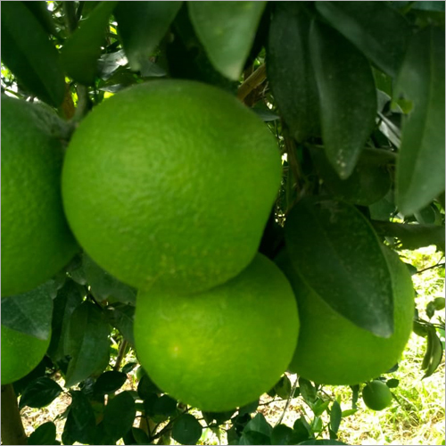Fresh Orange - Whole, Organic | Green Color, Natural Shape, Ideal for Juices and Fruit Cakes, Sourced from Top Vendors, Packed for Freshness