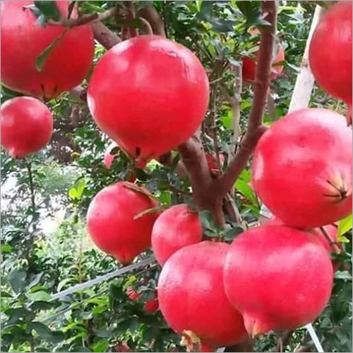 Red Pomegranate - Organic Whole Fruit, Natural Shape, Sweet Taste, Hygienically Processed for Freshness