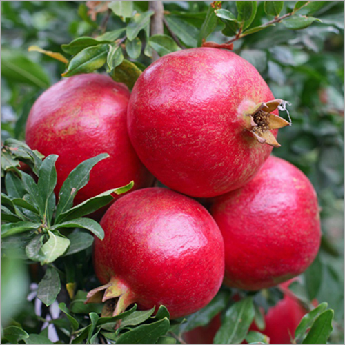 Organic Fresh Pomegranate By Dikshaa Global