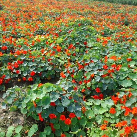 Common Tropaeolum Majus Semi Double Fl Indian Chief Red Seeds