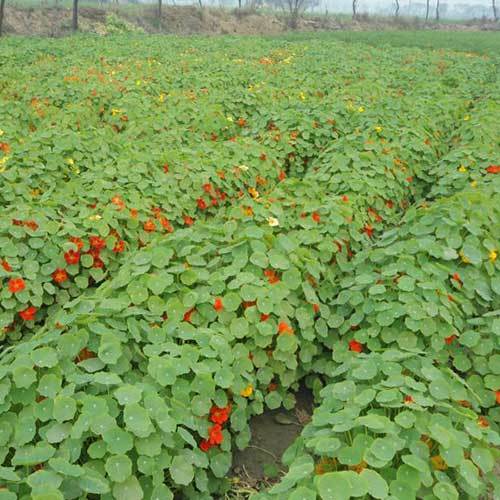 Common Tropaeolum Majus Nanum Whirlybird Mixed Seeds