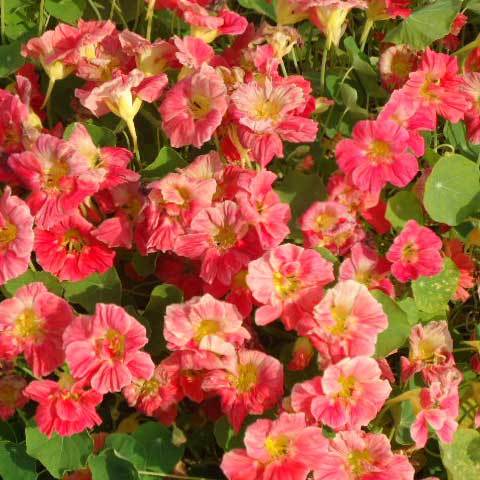 Common Tropaeolum Majus Nanum Cherry Rose Seeds