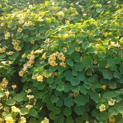 Common Tropaeolum Majus Nanum Peach Melba Seeds