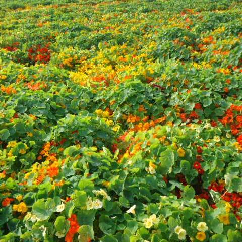 Common Tropaeolum Majus Nanum Jewel Mix Seeds