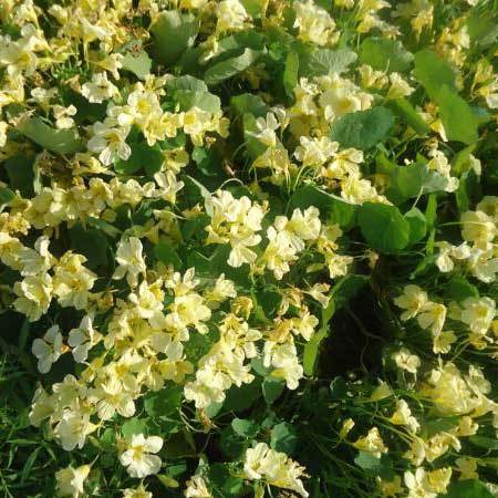 Common Tropaeolum Majus Milkmaid Creamy White Seeds