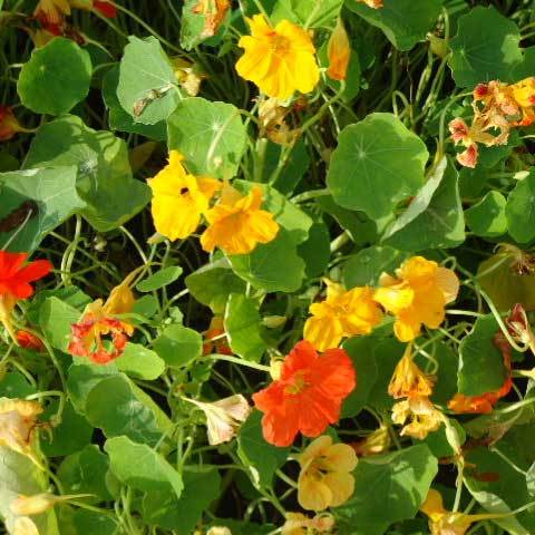 Common Tropaeolum Majus Geam Hybrids Mixed Seeds