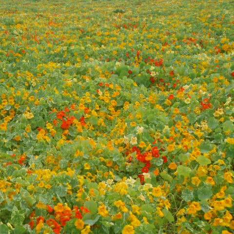 Common Tropaeolum Majus Nanum Alaska Mix Seeds