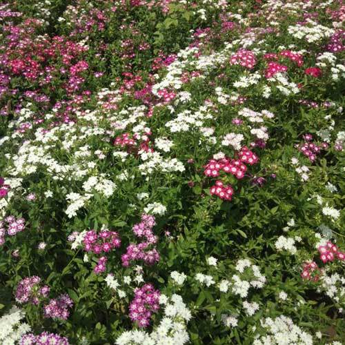 Phlox Drummondii ट्विंकल मिक्स्ड सीड्स