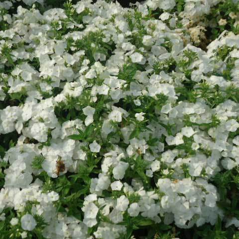 Common Phlox Drummondii Tall White Seeds