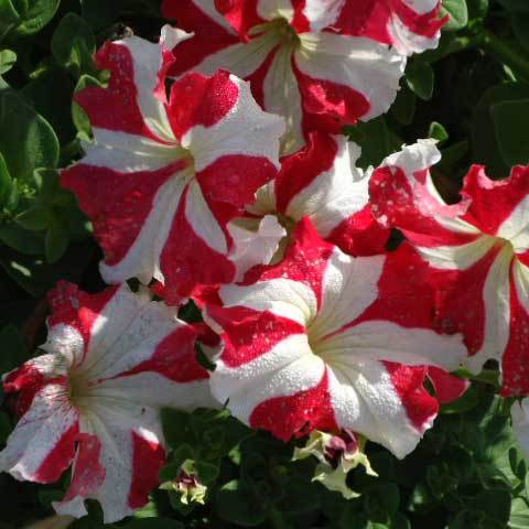 Common Petunia X Hybrida Star With Star Red Seeds