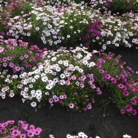 Common Osteospermum Eclonis Mixed Seeds