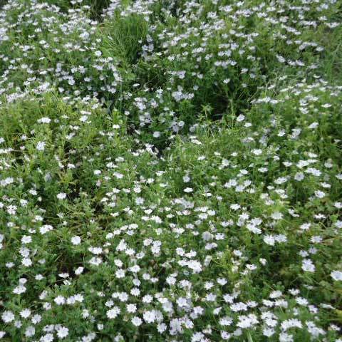 Common Nemophila Maculata Five Spot Seeds