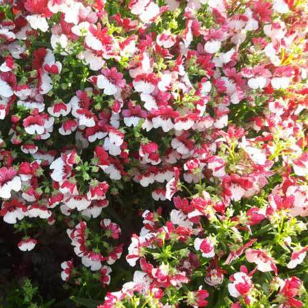 Common Nemesia Strumosa Compact Red White Seeds