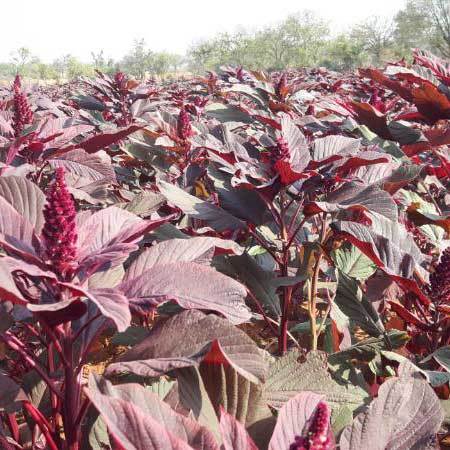 Common Amaranthus Red Seeds