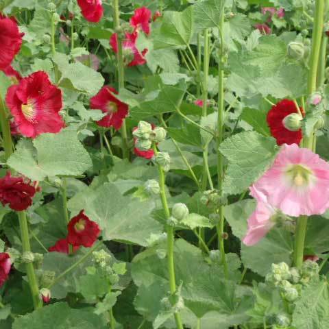 Common Althaea Rosea Single Mix Seeds