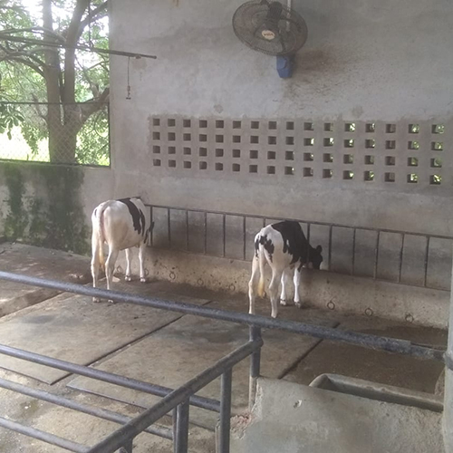 शुद्ध प्रजनन होलस्टीन फ्रिजियन गाय