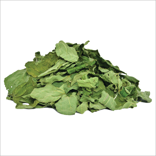 सूखे ज़िज़िफस के पत्ते