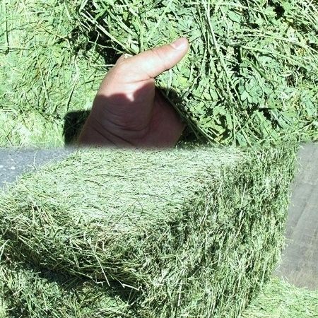 Alfalfa Hay Bales