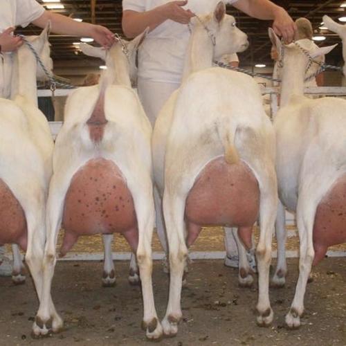 Live Saanen Goats / Saanen Goats / Live Goats 100% Healthy With All Certificates.