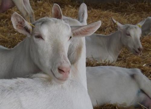 High Milk Yielding Saanen Goats