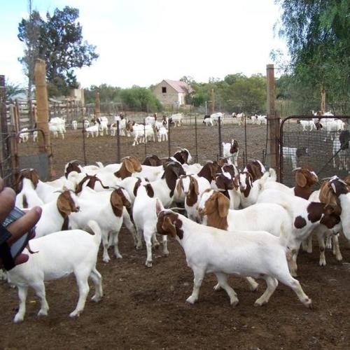 Full Blood Live Boer Goats