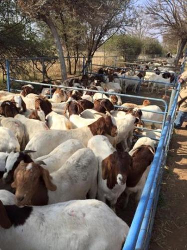 100% Full Blood Live Boer Goats, Saanen Goats, Anglo Numbian Goats For Sale