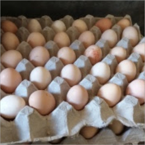 Kadaknath Poultry Egg - Normal Size, Fresh Eggs | High Nutritional Content, 15-30 Days Shelf Life, Quality Assured from Trusted Vendors