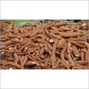 Cassava Tubers