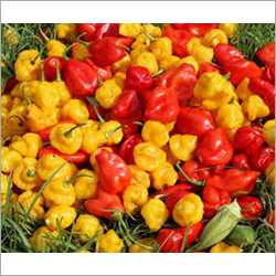 Fresh Pepper