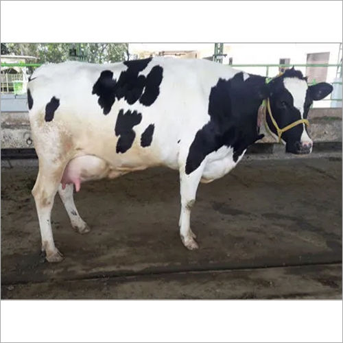 Quality Live Dairy Cows And Pregnant Holstein Heifers Cows Available.