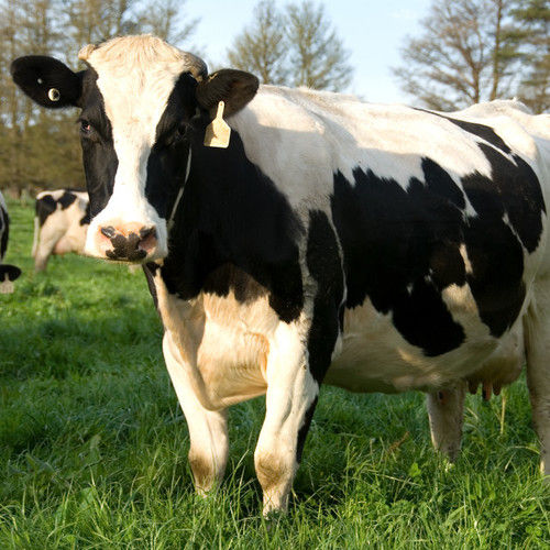 Strong And Healthy Live Friesian Holstein Heifers Cow Available For Sale Worldwide