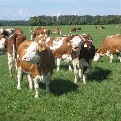 Healthy Live Healthy Simmental Bull/ Cattle/cow