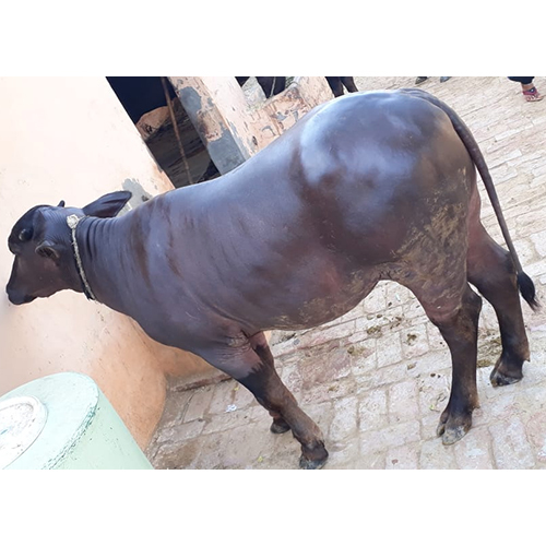 मुर्रा भैंस