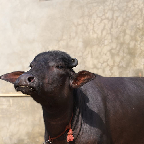 Pure Breed Murrah Bull