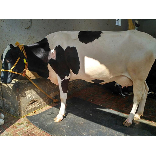 शुद्ध नस्ल होल्स्टीन फ्रिजियन गाय