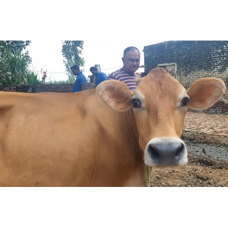 Pure Jersey Cow