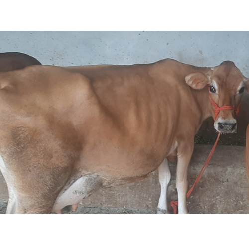 Pure Breed Jersey Cow