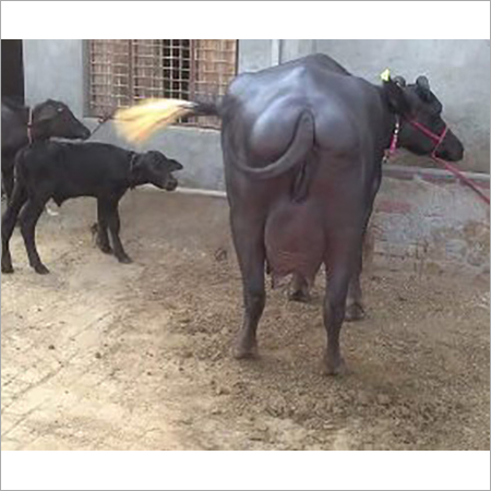 छोटी मुर्रा भैंस