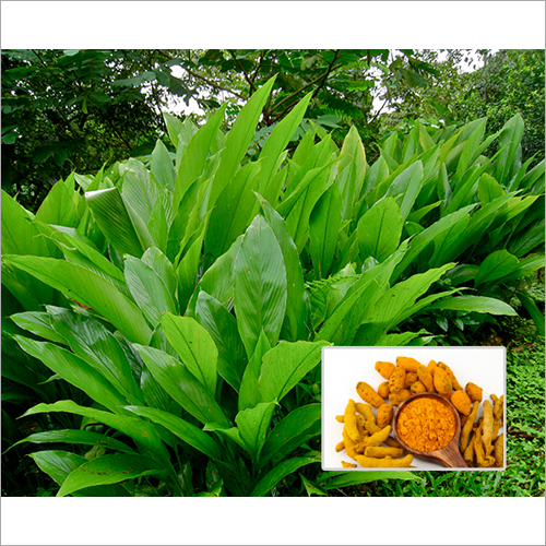 Herbal Product Turmeric Extract